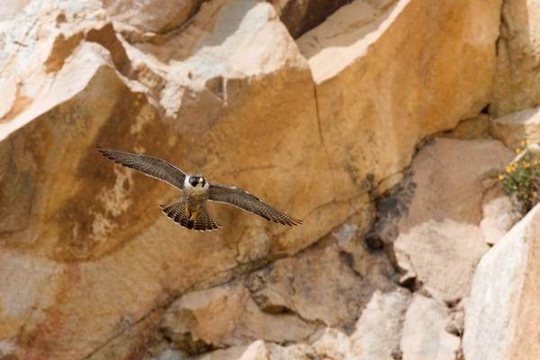 Peregrine Falcon in flight by Kevin Cole from Pacific Coast, USA is licensed under CC BY 2.0.